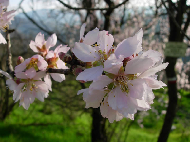 fioritura precoce di marzo